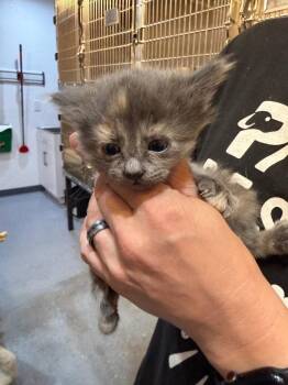 Faelyn -  Domestic Short Hair Cat for Adoption in St. George, Utah - Faelyn | PetCurious