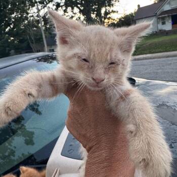 Reggie -  Domestic Short Hair Cat for Adoption in West Plains, Missouri - Reggie | PetCurious