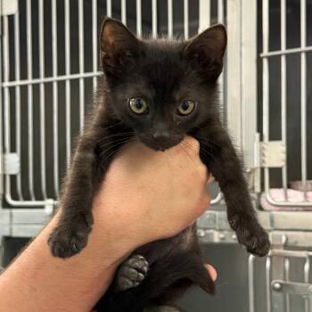 Incense Burner 17 -  Domestic Short Hair Cat for Adoption in Austin, Texas - Incense Burner 17 | PetCurious