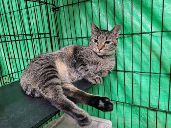 Rescue Domestic Short Hair Cats for Adoption in Lorain, Ohio - Ohpelia | PetCurious