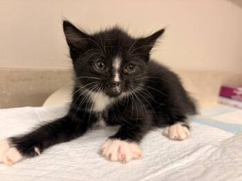 CANARY -  Domestic Short Hair Cat for Adoption in Baytown, Texas - CANARY | PetCurious