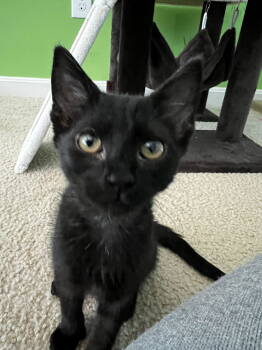 Rescue Domestic Short Hair Cats for Adoption in Greenville, Delaware - Cleo (FCID# 10/16/2025 - 57 Middletown PS) KC | PetCurious