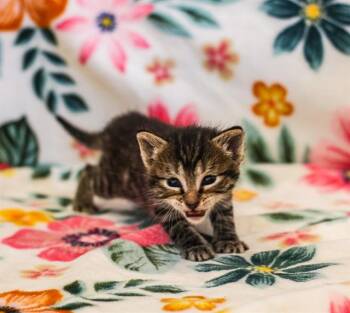 CRUX -  Domestic Short Hair Cat for Adoption in Riverside, California - CRUX | PetCurious
