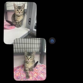Domestic Short Hair Cats Available for Adoption in Shelbyville, Illinois - Female 3 - Tabby | PetCurious