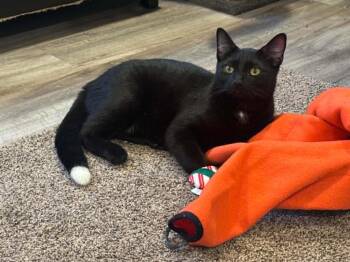 Tippy -  Domestic Short Hair Cat Available for Adoption in Port Barrington, Illinois - Tippy | PetCurious