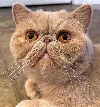 Rescue Exotic Shorthair and Persian Cats for Adoption in Converse, Texas - Benji | PetCurious