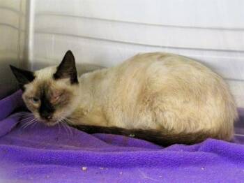 Rescue Siamese Cats for Adoption in Tustin, California - KEITH | PetCurious