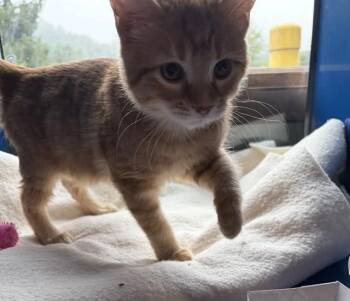 BUTTERCUP -  Domestic Short Hair Cat for Adoption in Westminster, Maryland - BUTTERCUP | PetCurious