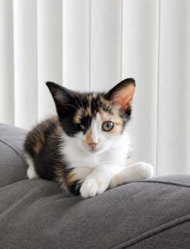 Calico and Domestic Short Hair Cats Available for Adoption in Homestead, Florida - Phoenix Fire | PetCurious