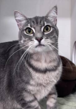 Honey -  Tabby Cat for Adoption in Nashville, Tennessee - Honey | PetCurious
