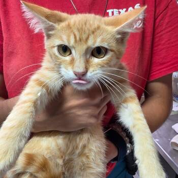 Thiago -  Domestic Short Hair Cat for Adoption in Leander, Texas - Thiago | PetCurious
