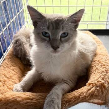 Corey -  Domestic Short Hair Cat for Adoption in New York, New York - Corey | PetCurious