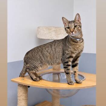 Ivy -  Domestic Short Hair Cat for Adoption in Syosset, New York - Ivy | PetCurious