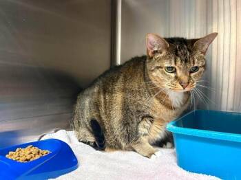 Sheila -  Domestic Short Hair Cat for Adoption in Burgaw, North Carolina - Sheila | PetCurious