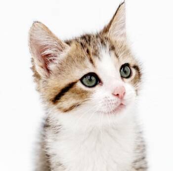 Sadie is just bubbling with excitement to meet you -  Turkish Van and Bengal Cat for Adoption in Bedford Hills, New York - Sadie Is Just Bubbling With Excitement To Meet You | PetCurious