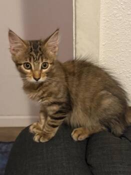 Blossom -  Tabby Cat for Adoption in San Antonio, Texas - Blossom | PetCurious