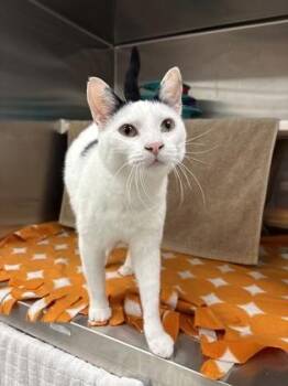 Saweetie -  Domestic Short Hair Cat for Adoption in Kansas City, Missouri - Saweetie | PetCurious