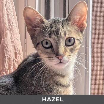 Hazel -  Domestic Short Hair Cat for Adoption in Toronto, Ontario - Hazel | PetCurious