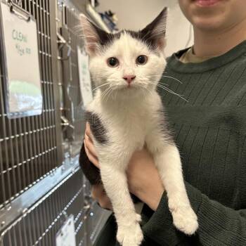 Domestic Short Hair Cats Available for Adoption in Oak Brook, Illinois - Misty | PetCurious