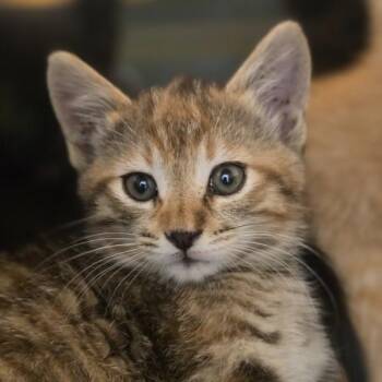 Morticia -  Domestic Short Hair Cat for Adoption in Oakland, California - Morticia | PetCurious