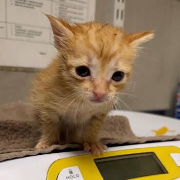 Chamomile -  Domestic Short Hair Cat for Adoption in Yuma, Arizona - Chamomile | PetCurious