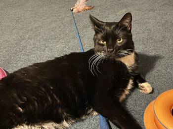 Edgar (BONDED PAIR) (SPECIAL NEEDS - DIABETIC) -  Domestic Short Hair Cat for Adoption in Bolton, Connecticut - Edgar (BONDED PAIR) (SPECIAL NEEDS - DIABETIC) | PetCurious