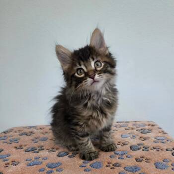 Louisa -  Domestic Long Hair and Tabby Cat for Adoption in High Ridge, Missouri - Louisa | PetCurious