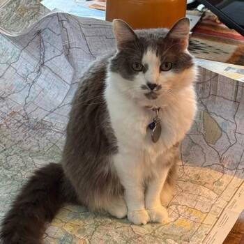 Domestic Medium Hair Cats Available for Adoption in Roanoke, Virginia - Emmy | PetCurious