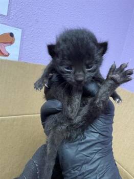 Domestic Short Hair Cats Available for Adoption in El Paso, Texas - 60917276 | PetCurious