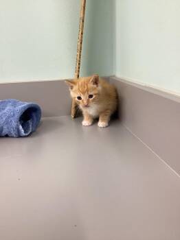Peaches -  Domestic Short Hair Cat for Adoption in Athens, Tennessee - Peaches | PetCurious