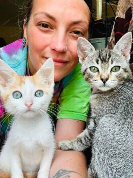 Nugget - Sweet and affectionate -  Domestic Short Hair Cat for Adoption in Muskego, Wisconsin - Nugget - Sweet And Affectionate | PetCurious