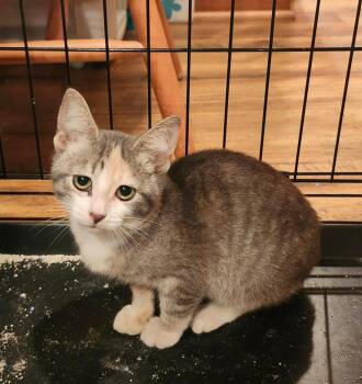 Summer -  Domestic Short Hair Cat for Adoption in Lewis Center, Ohio - Summer | PetCurious