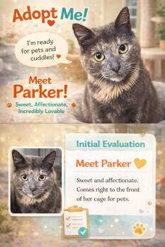 American Bobtail and Dilute Tortoiseshell Cats Available for Adoption in Greenville, Delaware - Parker: Bobtail (FCID# 03/09/2026-22 Millsboro PS) | PetCurious