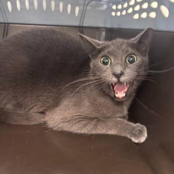 Peeps -  Domestic Short Hair Cat for Adoption in Indianapolis, Indiana - Peeps | PetCurious