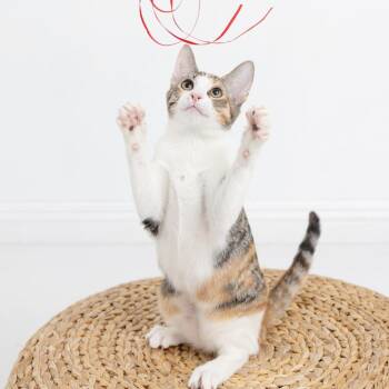 Witch -  Domestic Short Hair Cat for Adoption in Los Angeles, California - Witch | PetCurious