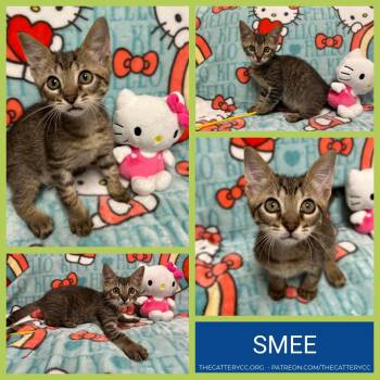 Domestic Short Hair Cats Available for Adoption in Corpus Christi, Texas - Smee | PetCurious