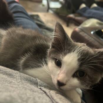 Nike -  Domestic Short Hair Cat for Adoption in Macomb, Michigan - Nike | PetCurious