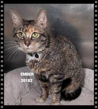 EMBER -  Domestic Short Hair Cat for Adoption in Marietta, Georgia - EMBER | PetCurious