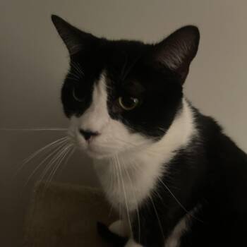 Domestic Short Hair Cats Available for Adoption - Mowglie | PetCurious