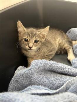 JEFE -  Domestic Short Hair Cat for Adoption in San Antonio, Texas - JEFE | PetCurious