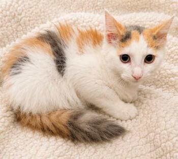 Willa -  Domestic Medium Hair Cat for Adoption in Toms River, New Jersey - Willa | PetCurious