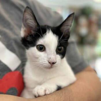 Cleopatra -  Domestic Short Hair Cat Available for Adoption in Atlanta, Georgia - Cleopatra | PetCurious
