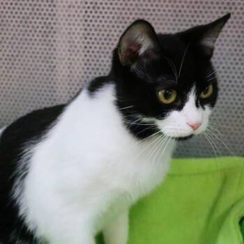 April -  Domestic Short Hair Cat for Adoption in Sarasota, Florida - April | PetCurious