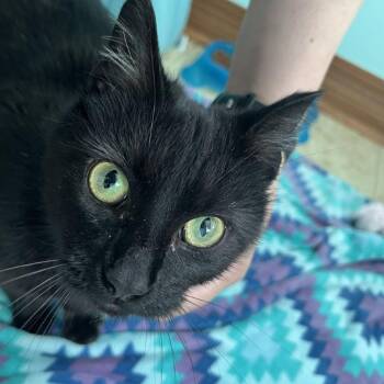 Spaghetti -  Domestic Short Hair Cat for Adoption in Delaware, Ohio - Spaghetti | PetCurious