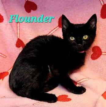Flounder -  Domestic Short Hair Cat for Adoption in Macon, Georgia - Flounder | PetCurious