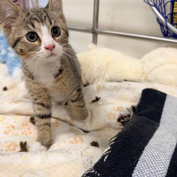 Violet -  Domestic Short Hair Cat for Adoption in Logan, Ohio - Violet | PetCurious