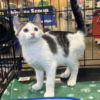 Mabel 2026 -  Domestic Short Hair Cat for Adoption in Cincinnati, Ohio - Mabel 2026 | PetCurious