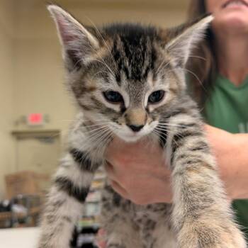 Raya -  Domestic Short Hair Cat for Adoption in Layton, Utah - Raya | PetCurious
