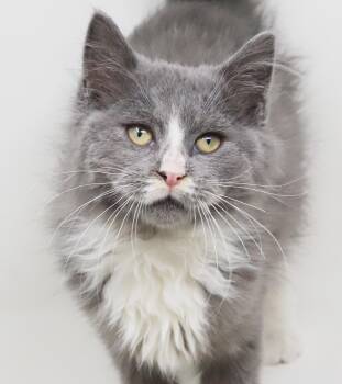 Axel and Carbon - bonded beauties - SWEETEST PAIR AROUND -  Maine Coon and Turkish Van Cat for Adoption in Bedford Hills, New York - Axel And Carbon - Bonded Beauties - SWEETEST PAIR AROUND | PetCurious
