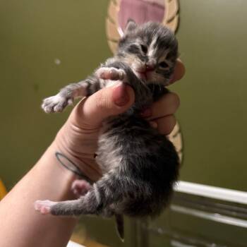 Sycamore -  Domestic Long Hair Cat Available for Adoption in Kansas City, Missouri - Sycamore | PetCurious